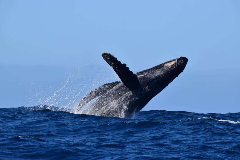Whale Watch Cabo: Group Whale Watching Tour - FREE photos - Whale Watch Cabo: What You’re Really Paying For