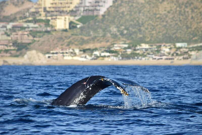 Whale Watch Cabo: Group Whale Watching Tour - FREE photos - From Pelican Rock to the Arch: The Quick Scenic Start