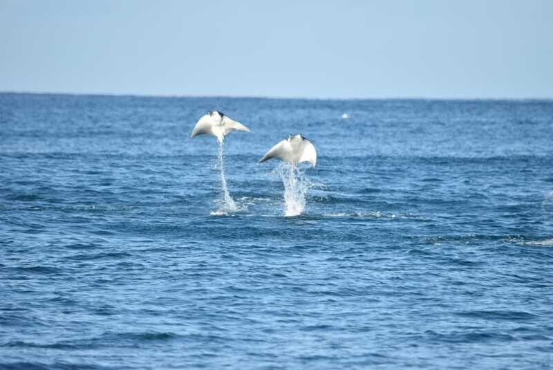 Whale Watch Cabo: Group Whale Watching Tour - FREE photos - Whale Songs Through a Hydrophone (When Conditions Allow)
