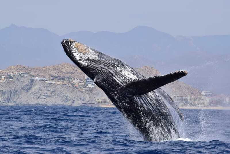 Whale Watch Cabo: Group Whale Watching Tour - FREE photos - What You Might See: Species and Real Expectations