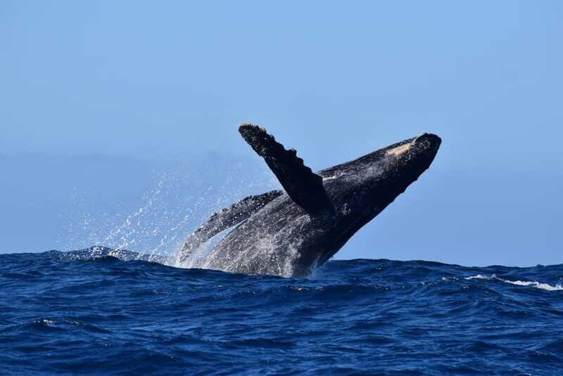 Whale Watch Cabo: Group Whale Watching Tour - FREE photos - Free Tour Photos via Dropbox: Leave With More Than Memories
