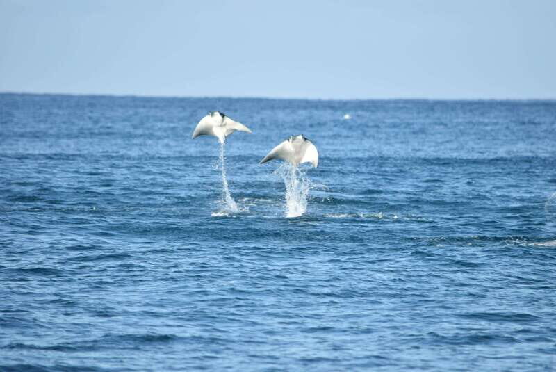Whale Watch Cabo: Group Whale Watching Tour - FREE photos - Meeting in Plaza Bonita and Timing Your Day