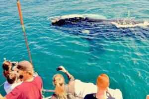 Whale Watching and Cabo San Lucas Arch - The Arch of Cabo San Lucas: your main landmark stop