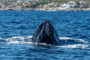 Whale Watching by Zodiac in Cabo San Lucas with Photos Included - The Boat Matters: Why a 28-Foot Apex Changes the Whole Feel