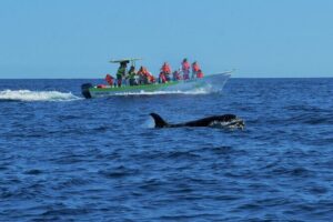 Whale Watching Cabo-Women crew-Sightings Guaranteed & Free Photos - How the 2-hour schedule works: El Arco first, then the whale search