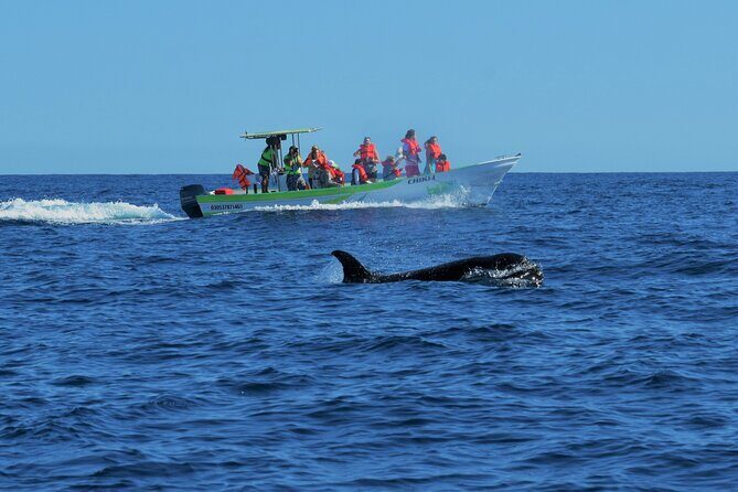 Whale Watching Cabo-Women crew-Sightings Guaranteed & Free Photos - How the 2-hour schedule works: El Arco first, then the whale search