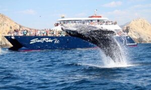 Whale Watching Dinner Cruise in Cabo San Lucas - Whale watching here: humpbacks, grays, and what you can realistically expect