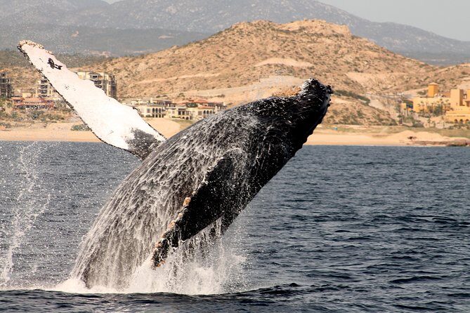 Whale Watching Dinner Cruise in Cabo San Lucas - Showtime on the water: onboard entertainment and the dance-floor vibe