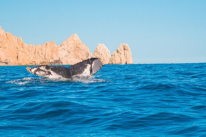Whale Watching Experience in Cabo San Lucas 2 hours - Arch of Cabo San Lucas: Your 15-Minute Close-Up Stop