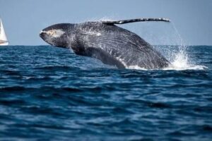 Whale Watching in Cabo: 2-Hour Small Group Tour to The Arch - Lover’s Beach and Land’s End: the coastline that frames the hunt