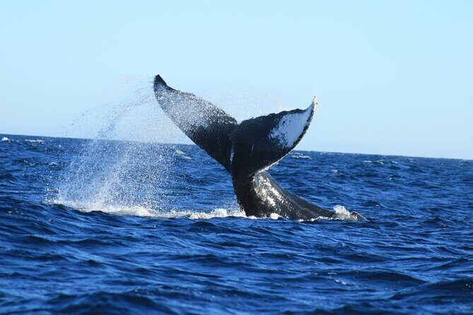 Whale Watching in Cabo San Lucas - Guides and captains: spotting skill plus a love for the animals