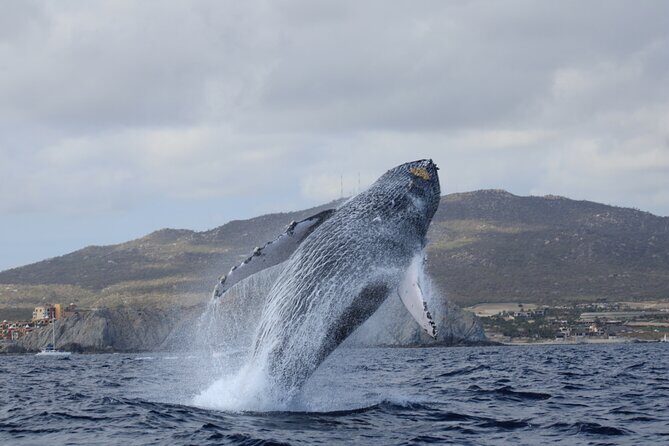 Whale Watching in Cabo San Lucas - Stop 1: El Arco de Cabo San Lucas by boat (more than a photo stop)