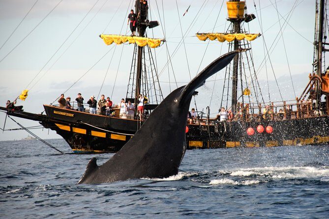 Whale-Watching Pirate Ship Cruise in Los Cabos - The Cruise Route: Lover’s Beach, the Arch, and a Sea Lion Area