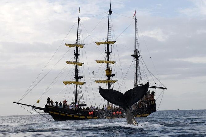 Whale-Watching Pirate Ship Cruise in Los Cabos - Getting to La Terminal de CaboMarina: Check-In Reality Check