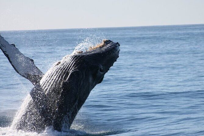Whale Watching Tour in Los Cabos - Stop 1: the Arch of Cabo photo moment (and how to use it well)