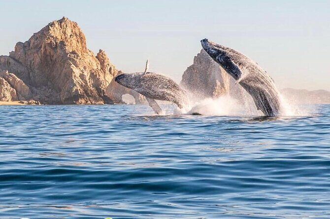 Whale Watching Tour with Arch and Beach in Cabo San Lucas - Key highlights you’ll care about