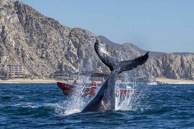 Whale Watching Tour with Arch and Beach in Cabo San Lucas - Cabo San Lucas in town: the Arch trip isn’t just ocean