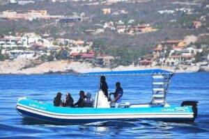 ZODIAC Whale Watch Tour | Cabo San Lucas | Biologist | FREE Pics - Meeting point and getting started without stress