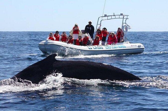 Zodiac Whale-Watching Adventure in Los Cabos - Family-friendly for age 5+ (and how kids handle the ride)