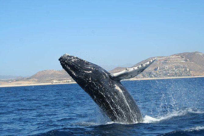 Zodiac Whale-Watching Adventure in Los Cabos - Price and value: is $129 worth it?